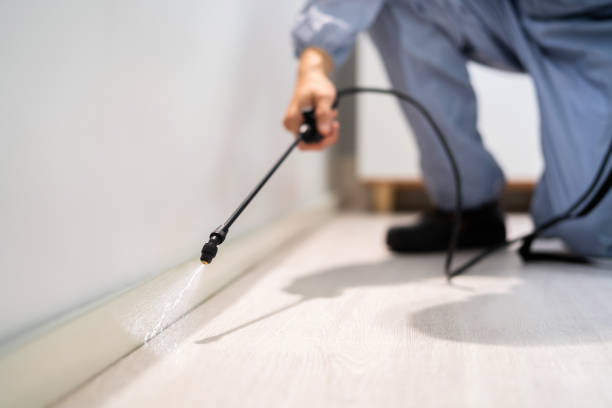 Rodent Entry Point Assessment in London