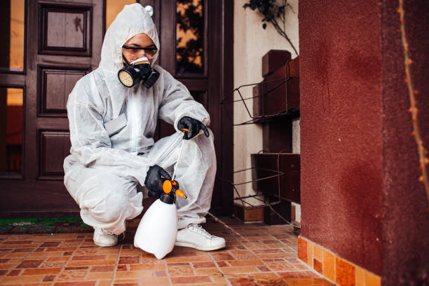 Attic and Crawl Space Rodent Treatment in London
